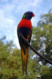 Parrot at tree in Brisbane, Australia