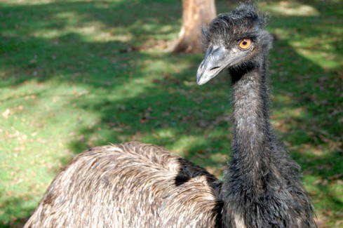 Emu bird in zoo in Brisbane, Australia