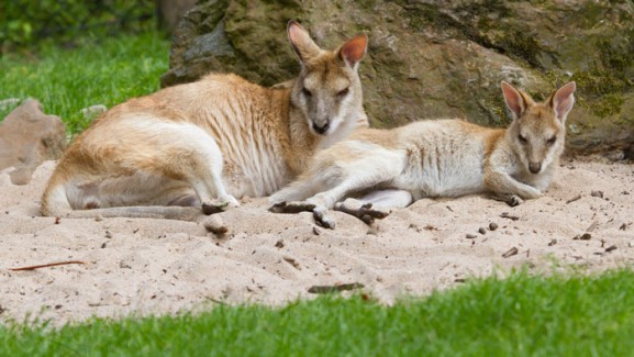 Two kangaroos resting in Brisbane